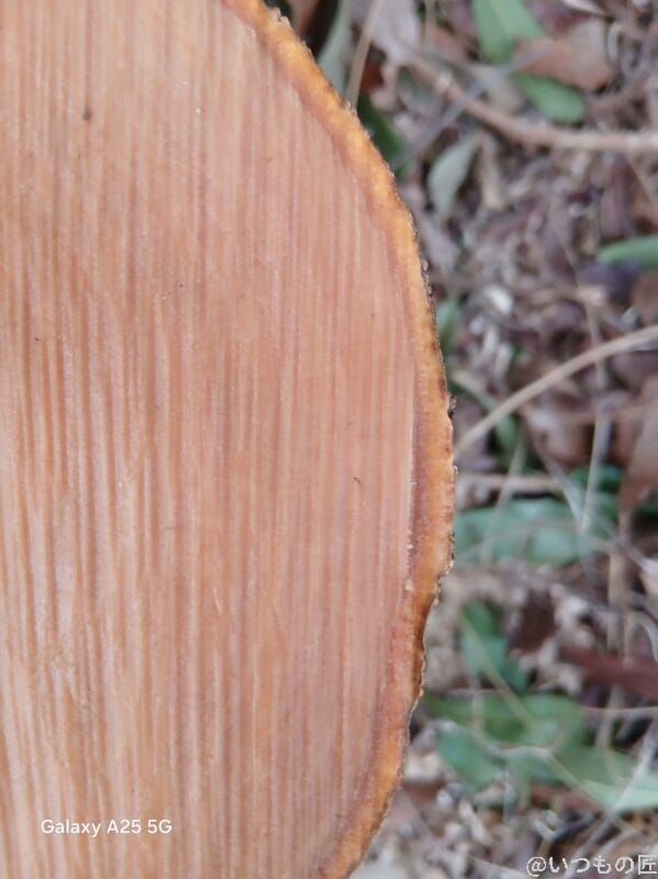 Galaxy A25 5G カメラ 木の幹をマクロ撮影した写真