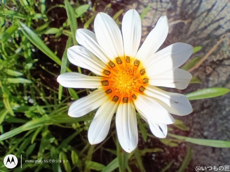 Galaxy A25 5G カメラ moto g64 5Gでマクロ撮影した写真