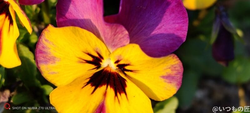テレマクロで撮影した花の写真 | モバイル比較レビュー.jp nubia Z70 Ultra カメラ テレマクロで撮影した花の写真