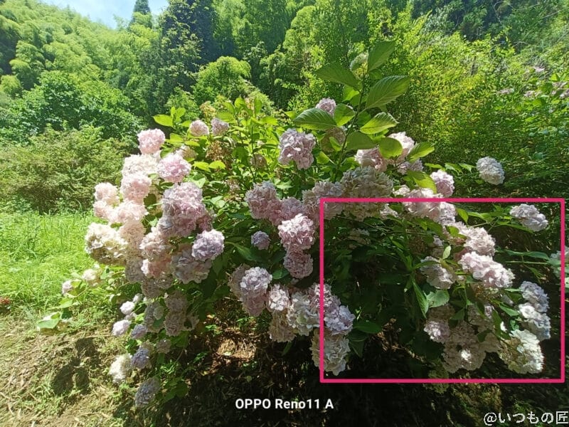 OPPO Reno13 A カメラ 太陽の光をあびるアジサイ