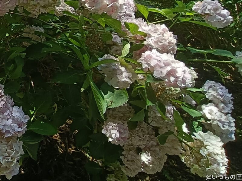 OPPO Reno13 A 太陽の光をあびるアジサイ