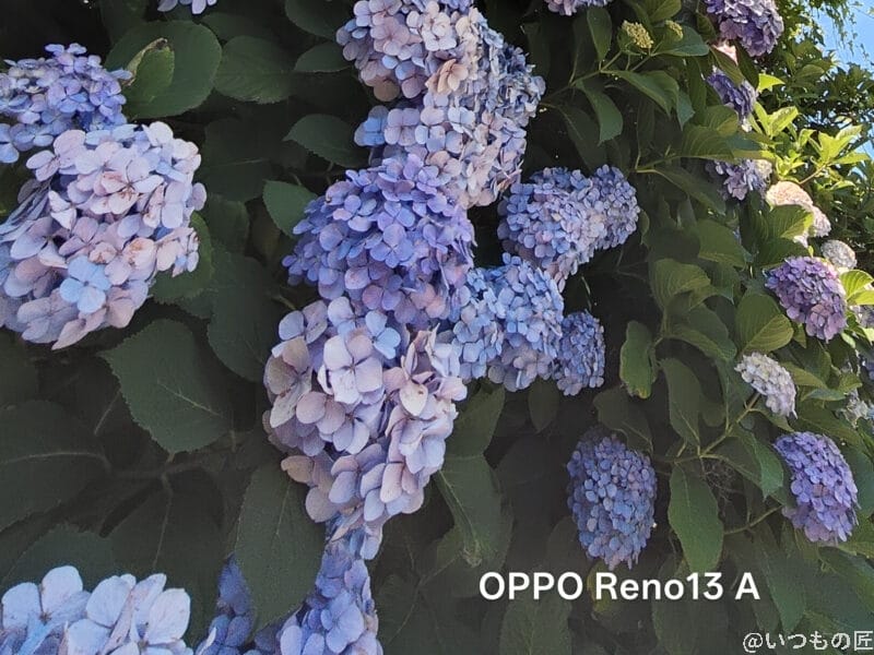 OPPO Reno13 A カメラ 色とりどりのアジサイをとらえた一枚