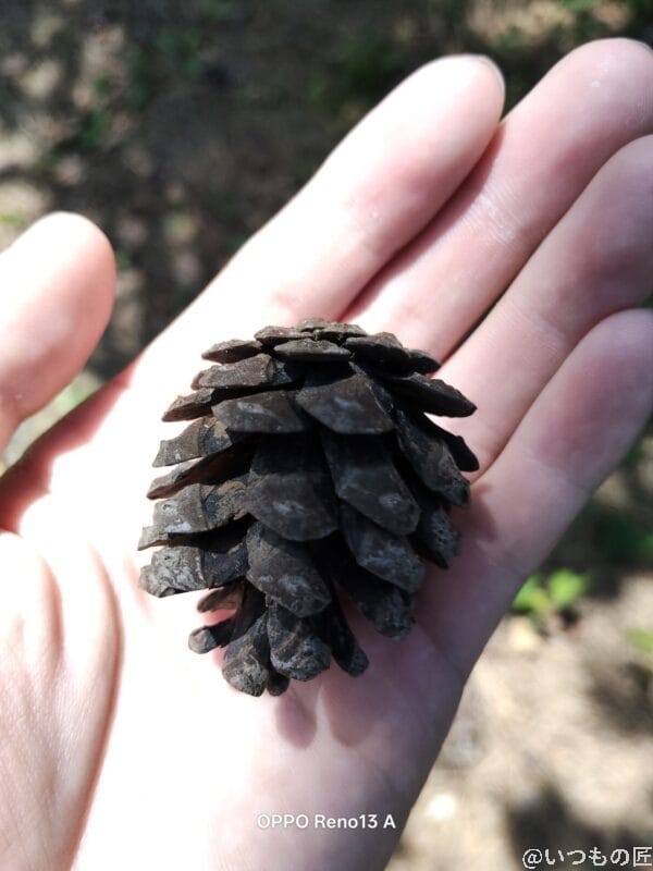 OPPO Reno13 A カメラ 松ぼっくりを接写撮影した写真