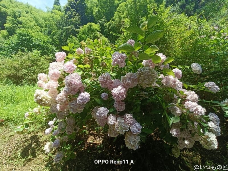 OPPO Reno13 A 太陽の光をあびるアジサイ