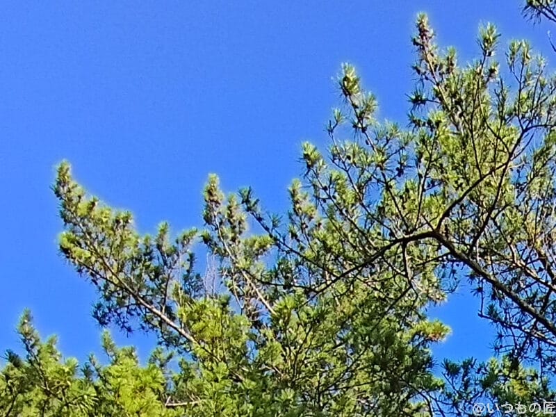 moto g66y 5G カメラ 青空に向かって伸びる木々