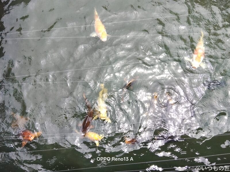 moto g66y 5G カメラ いけすの中の魚