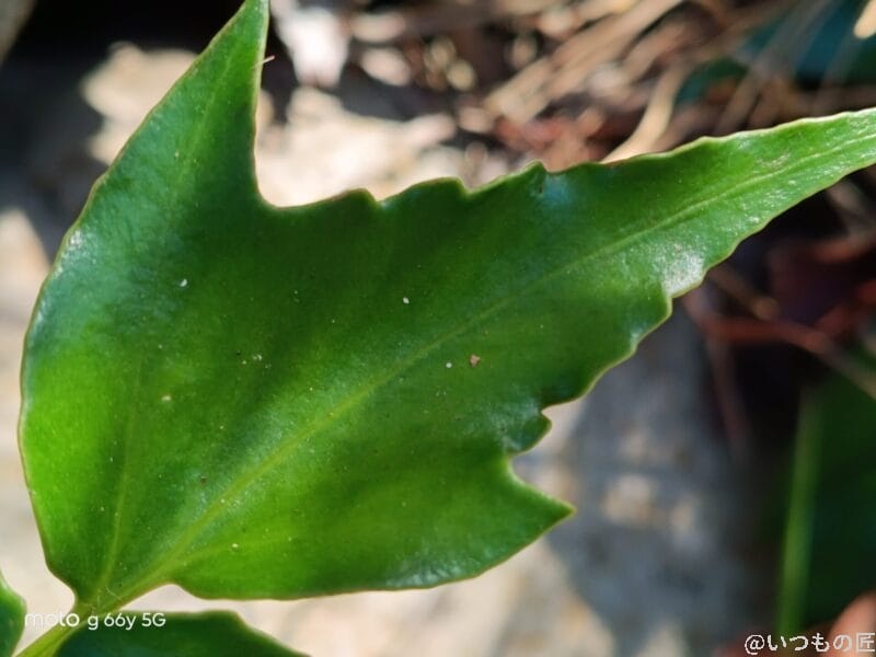 moto g66y 5G カメラ 葉っぱの葉脈