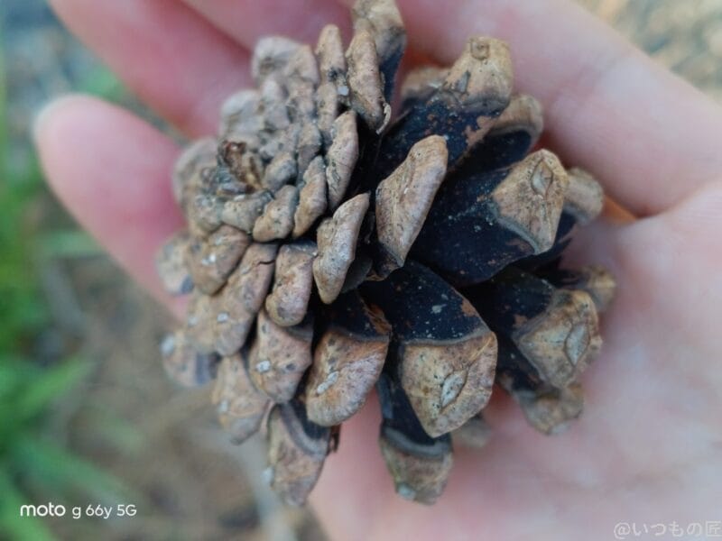 moto g66y 5G カメラ 手のひらの上の松ぼっくり