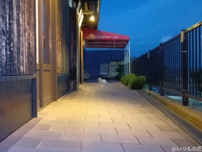 AQUOS wish5 カメラ 店の前でくつろいだ様子の白猫