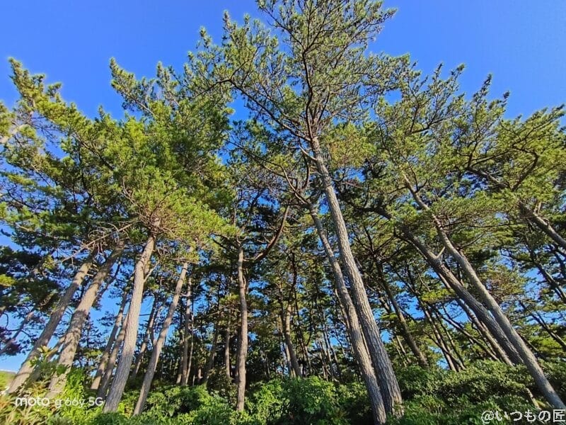 moto g66y 5G カメラ 空に向かって伸びる木々
