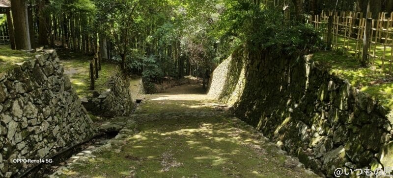 OPPO Reno14 5G カメラ 日の当たる並木道