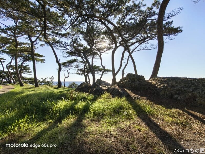 motorola edge 60s pro カメラ 晴天下の木々の様子