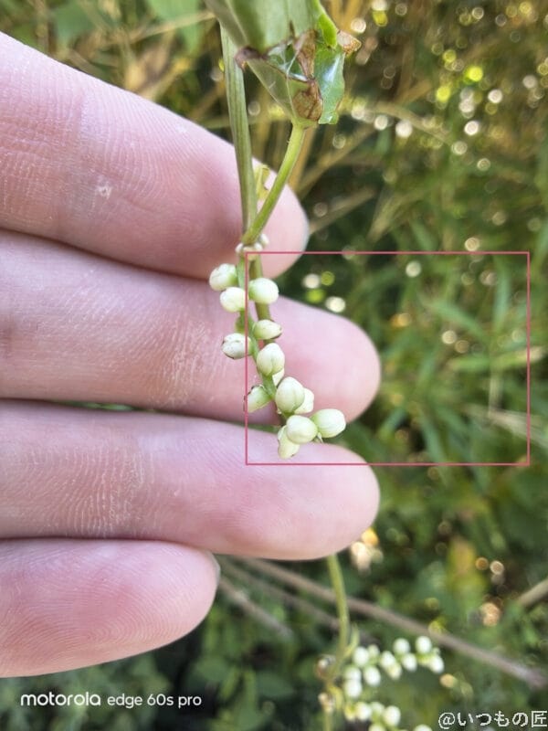 motorola edge 60s pro カメラ 白くて小さな草花