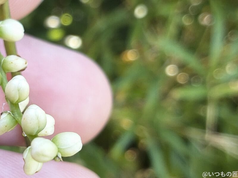 motorola edge 60s pro カメラ 白くて小さな草花