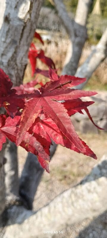 oppo a5 5g カメラ oppo a5 5g カメラで撮影したマクロ写真 | モバイル比較レビュー.jp OPPO A5 5G カメラ OPPO A5 5G カメラで撮影したマクロ写真