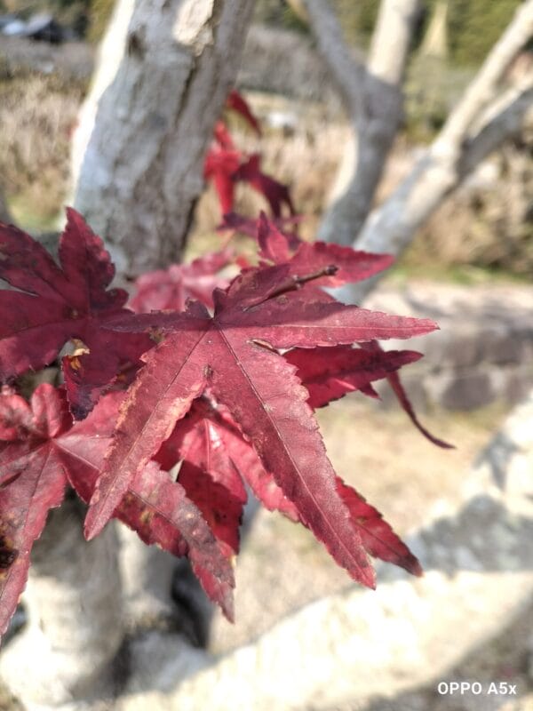 oppo a5x カメラ oppo a5x カメラで撮影したマクロ写真 | モバイル比較レビュー.jp OPPO A5x カメラ OPPO A5x カメラで撮影したマクロ写真