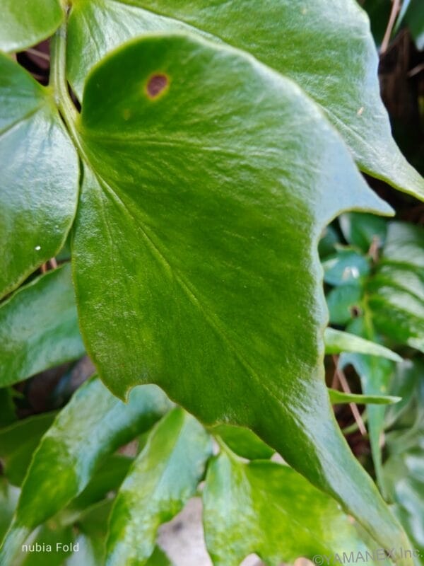 nubia Fold カメラ 緑の葉を接写した一枚