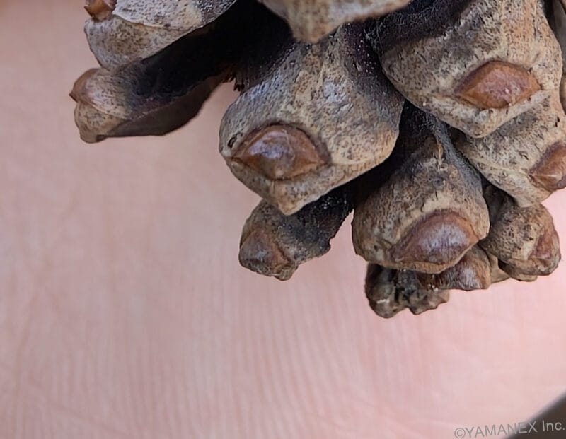 nubia Fold カメラ 手のひらの松ぼっくり