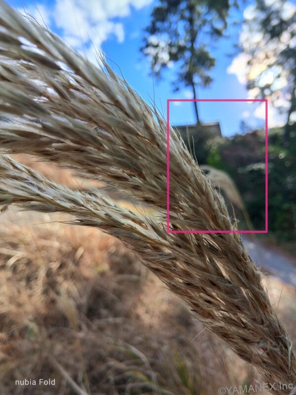 nubia Fold カメラ 穂先を接写した一枚