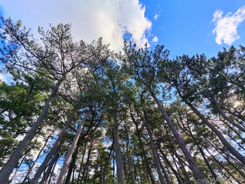 nubia Fold カメラ 木々を下からのアングルで撮影した一枚