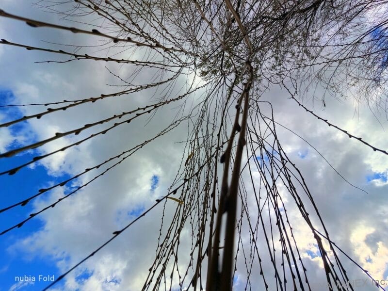 nubia Fold カメラ 木から垂れ下がる枝を下からのアングルで撮影した一枚
