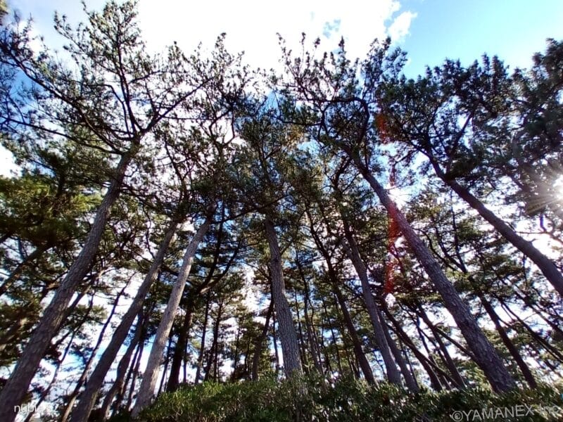 空に向かって伸びる木々を捉えた一枚 | モバイル比較レビュー.jp nubia S2 カメラ 空に向かって伸びる木々を捉えた一枚