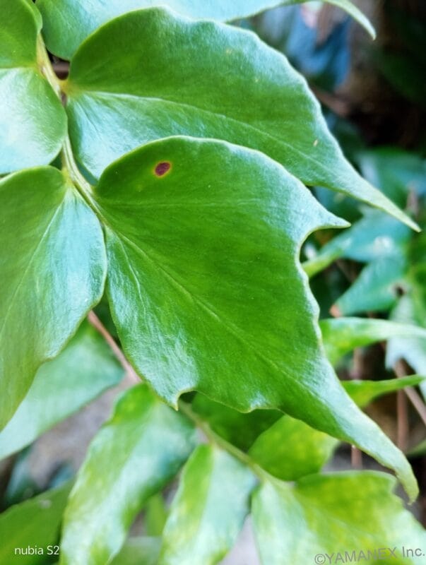 緑の葉をマクロ撮影した一枚 | モバイル比較レビュー.jp nubia S2 カメラ 緑の葉をマクロ撮影した一枚