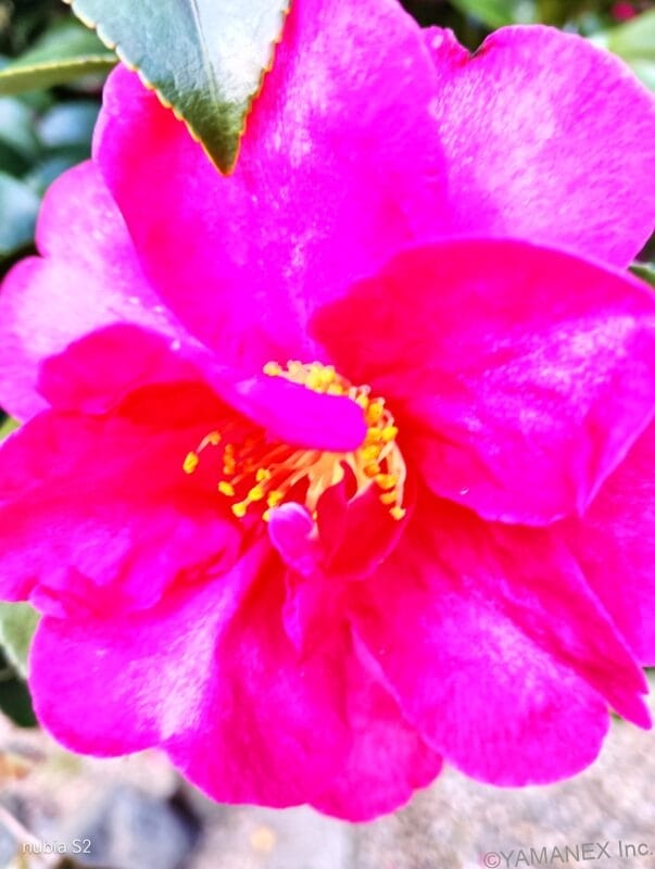 ピンクの花の中心部をマクロ撮影した一枚 | モバイル比較レビュー.jp nubia S2 カメラ ピンクの花の中心部をマクロ撮影した一枚