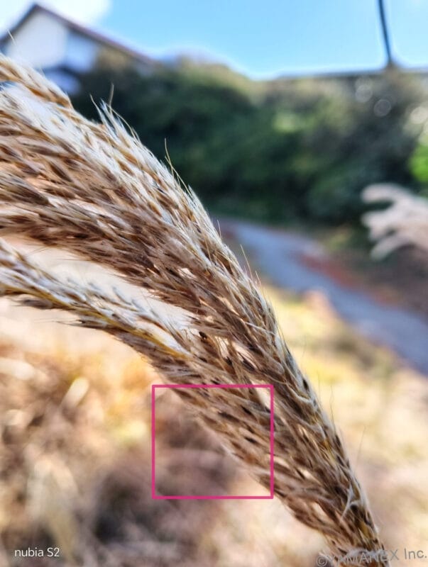 穂先をマクロ撮影した一枚 | モバイル比較レビュー.jp nubia S2 カメラ 穂先をマクロ撮影した一枚