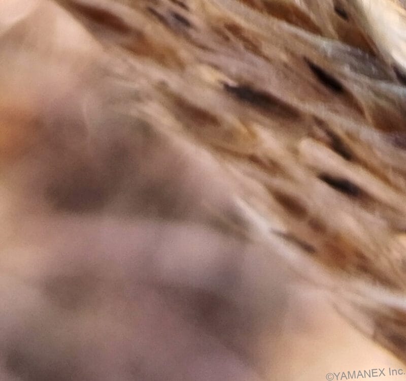 穂先をマクロ撮影した一枚 | モバイル比較レビュー.jp nubia S2 カメラ 穂先をマクロ撮影した一枚