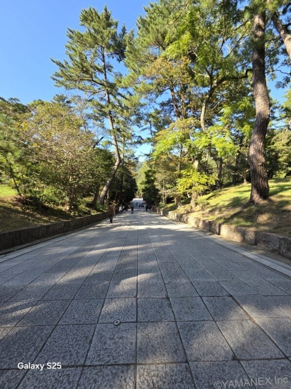 Galaxy S26 カメラ 緑の木々が生い茂る並木道