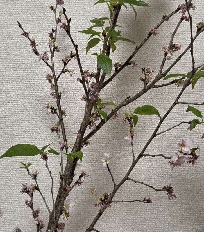 Galaxy S26 カメラ 桜の切り枝を撮影