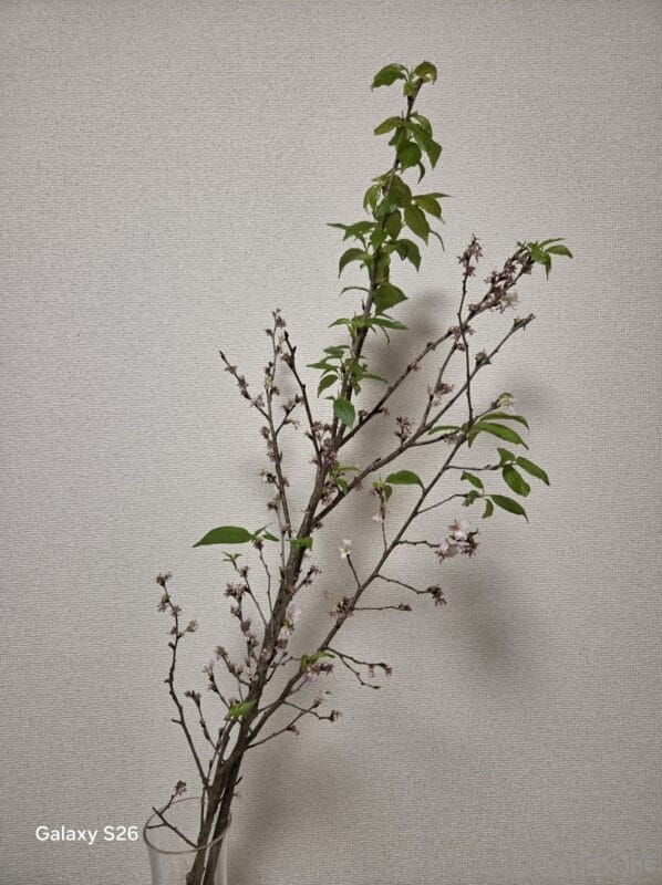 Galaxy S26 カメラ 桜の切り枝を撮影