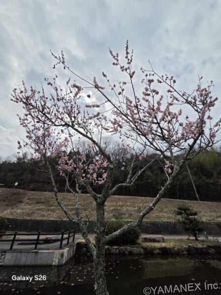 Galaxy S26 カメラ 桜の木を捉えた一枚