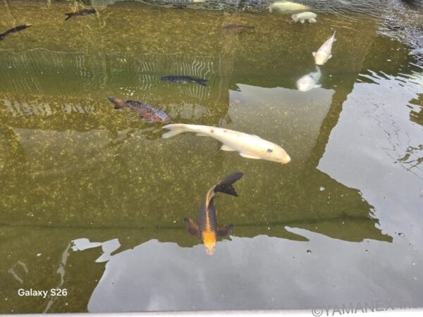 Galaxy S26 カメラ 池の中の鯉を撮影した一枚