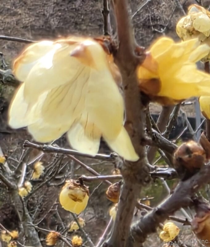 Galaxy S26 Ultra カメラ 黄色の花をマクロ撮影