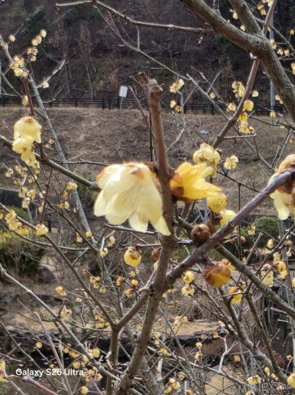 Galaxy S26 Ultra カメラ 黄色の花をマクロ撮影