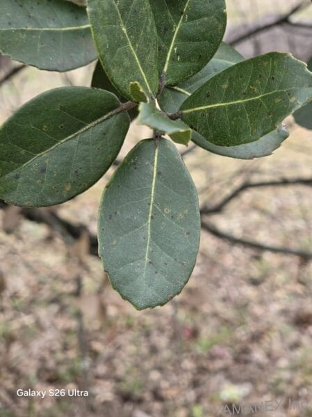 Galaxy S26 カメラ 木の葉をマクロ撮影