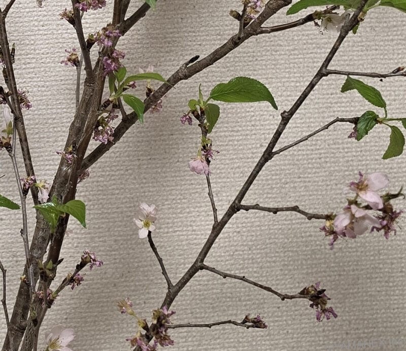 Galaxy S26 Ultra カメラ 桜の切り枝を捉えた一枚