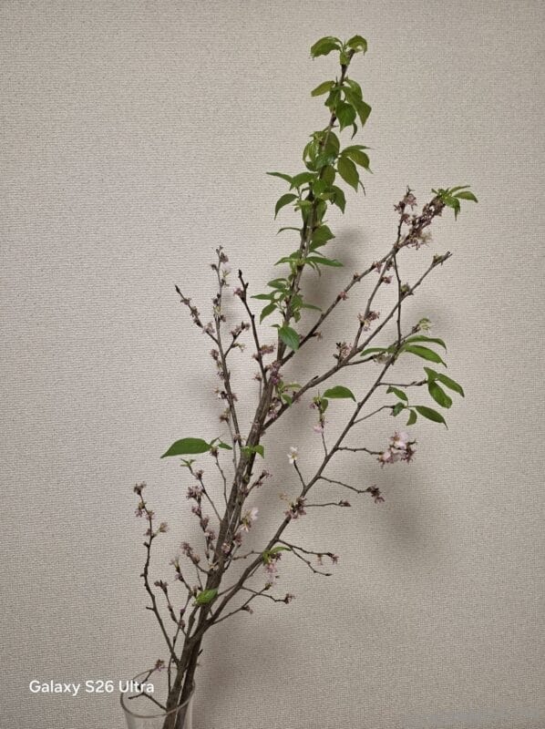 Galaxy S26 Ultra カメラ 桜の切り枝を捉えた一枚