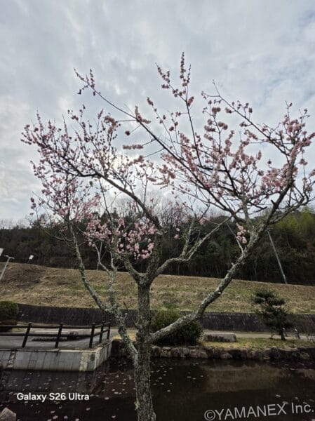 Galaxy S26 Ultra カメラ 桜の木を捉えた一枚