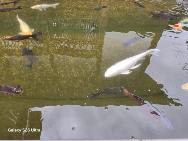 Galaxy S26 Ultra カメラ 池の中の鯉を捉えた一枚