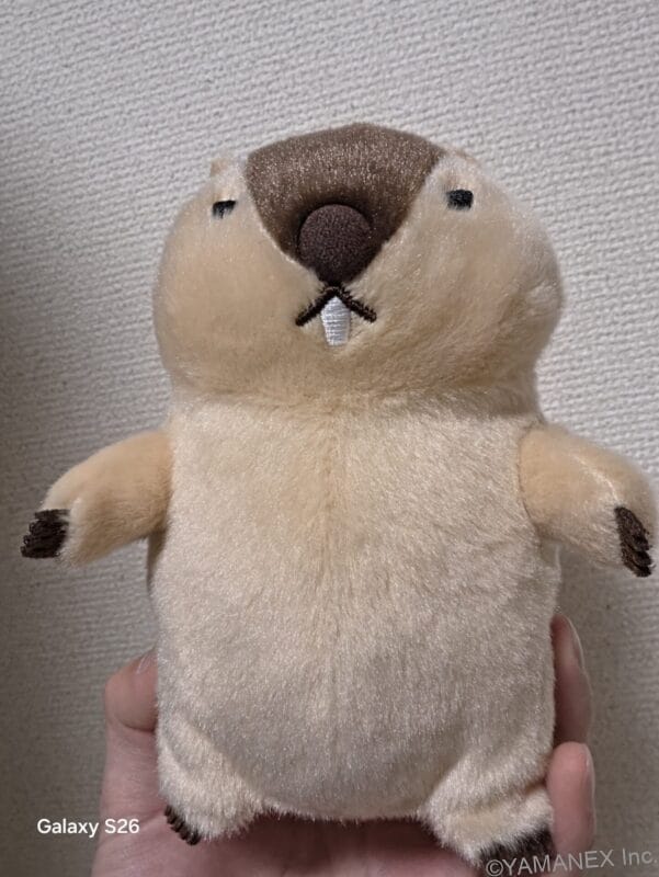 Galaxy S26 カメラ ぬいぐるみをフロントカメラで撮影した一枚