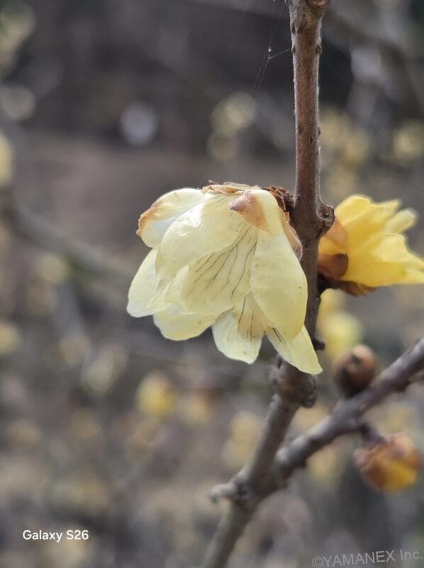 Galaxy S26 カメラ 黄色の花をマクロ撮影