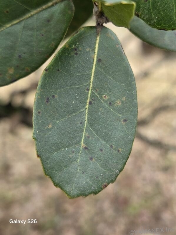 Galaxy S26 カメラ 緑の葉をマクロ撮影