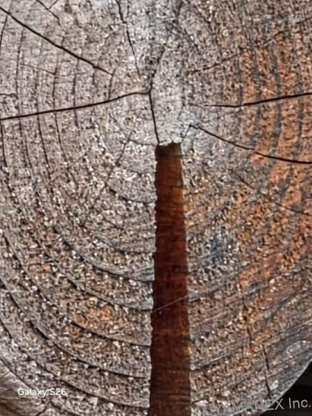 Galaxy S26 カメラ 丸太が積み重なった様子を撮影