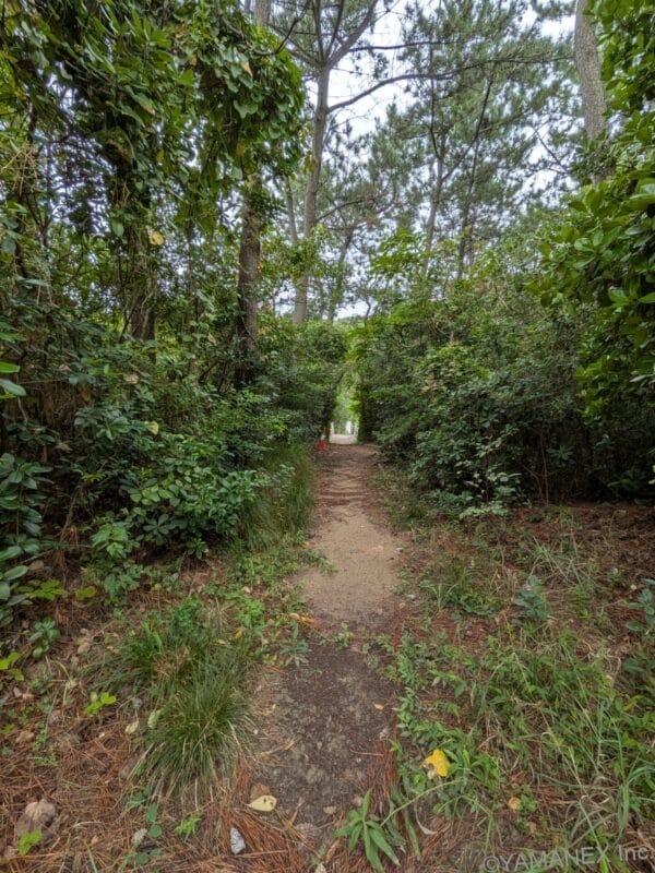 Google Pixel 10 ズーム0.5倍 作例３