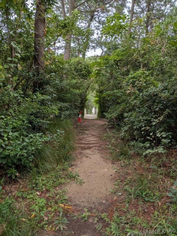 Google Pixel 10 ズーム１倍 作例３