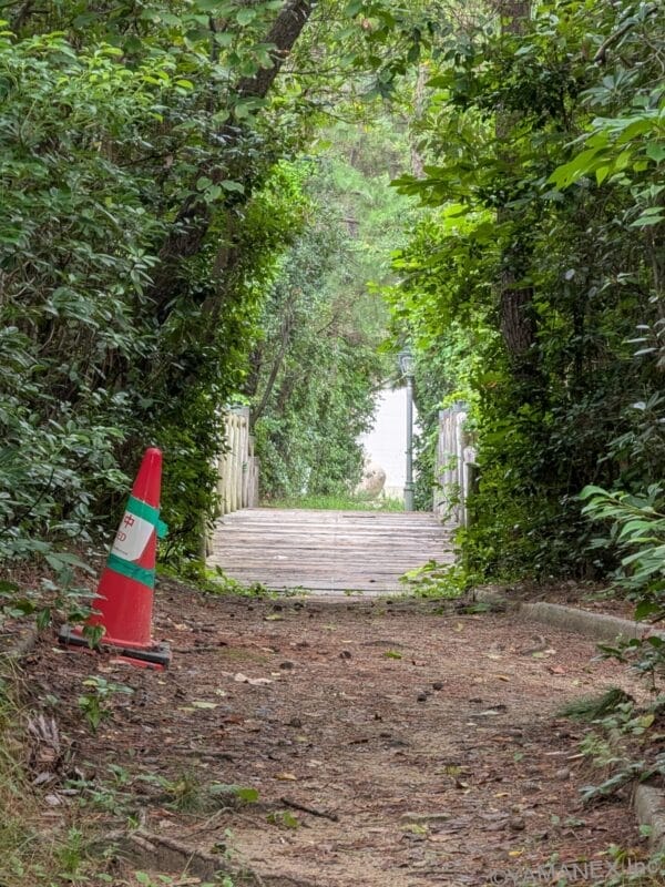 Google Pixel 10 ズーム５倍 作例３