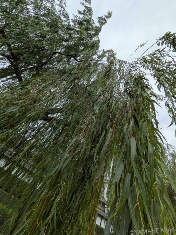 Google Pixel 10 風景撮影